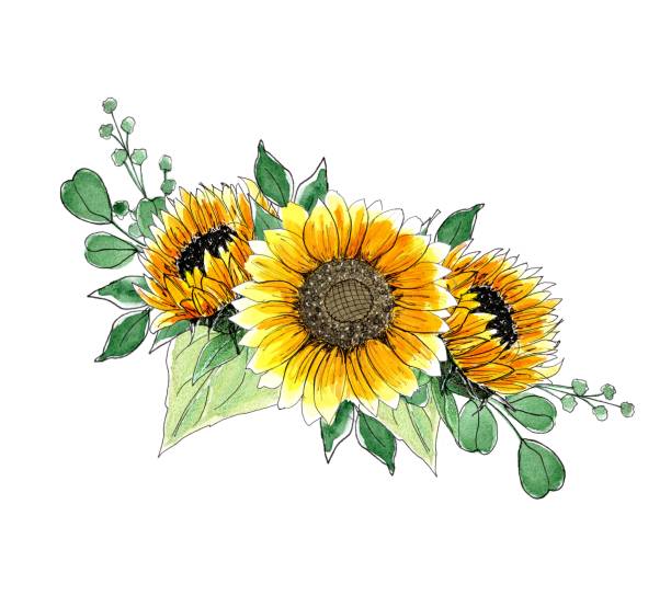 Sunflowers composition. Watercolor Hand painted illustration, isolated on white background. Design element of floral decoration for wedding printing Sunflowers composition. Watercolor Hand painted illustration, isolated on white background. Design element of floral decoration for wedding printing sunflower star stock illustrations