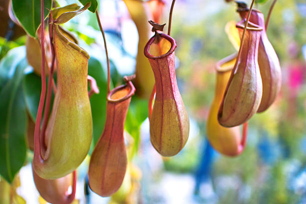 Nepenthes in the park at Hong Kong.