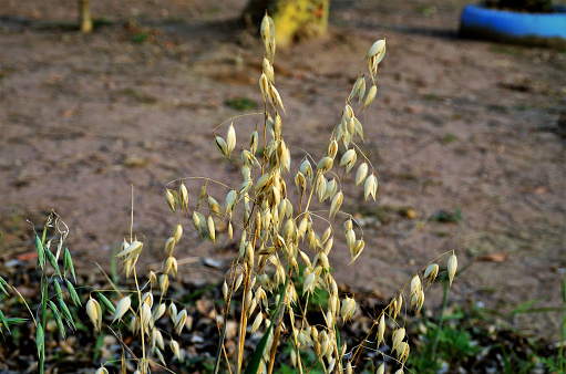 Avena sativa with green and ripe seeds in late afternoon in the field