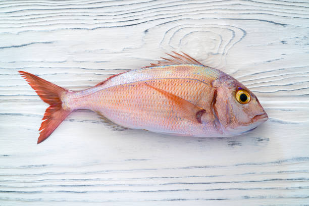 pesce dentice rosso o orata rosa su sfondo di legno bianco - fish catch of fish seafood red snapper foto e immagini stock
