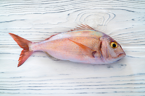 Red Snapper fish or pink sea bream on white wood background really fresh just fished