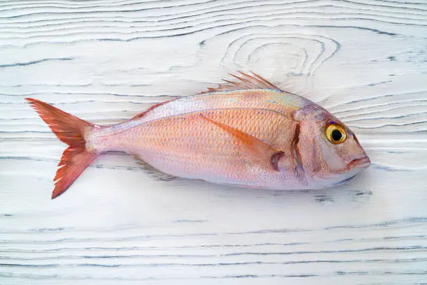 Photo of Red Snapper fish or pink sea bream on white wood background