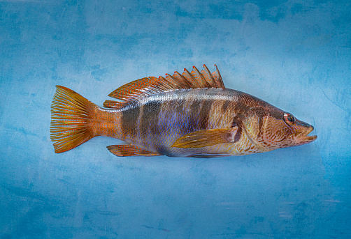 Painted Comber, small seabass grouper fish family Serranus Scriba, of Serranidae family from Mediterranean, on light blue background