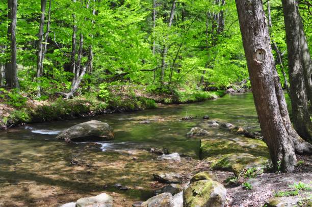 istock Allegeny National Forest Pennsylvania 1337459236