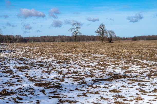 istock Agricultural fields plowed in early spring. Slightly snow-covered farmland. Farm fields sown. 1337459868