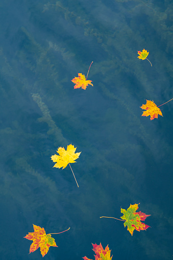 Detail of colorful autumn fall leaves floating in water pond creek river or lake with reflection