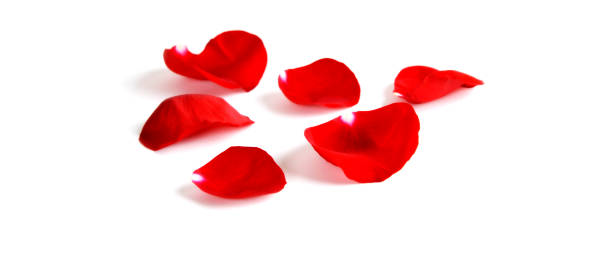 istock Several Red Rose petals Isolated on white background 1337460210