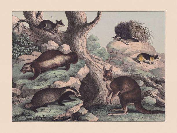 ilustraciones, imágenes clip art, dibujos animados e iconos de stock de depredadores (mustelidae), marsupialia y roedores, cromolitografía coloreada a mano, publicada en 1869 - opossum australia marsupial tree