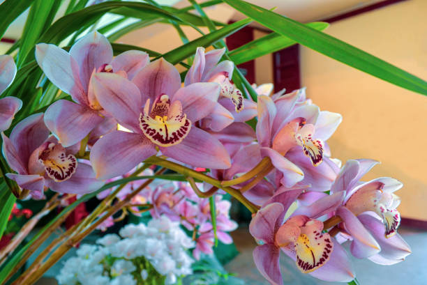 Colorful boat orchid cymbidium flowers on a balcony. Cymbidium orchid flower spikes in evergreen flowering boat orchid plants. Colorful boat orchid cymbidium flowers on a balcony. dendrobium orchid stock pictures, royalty-free photos & images