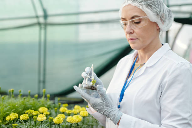 dojrzała ekspertka eksperymentująca z nowym rodzajem kwiatów - nature scientist petri dish science zdjęcia i obrazy z banku zdjęć