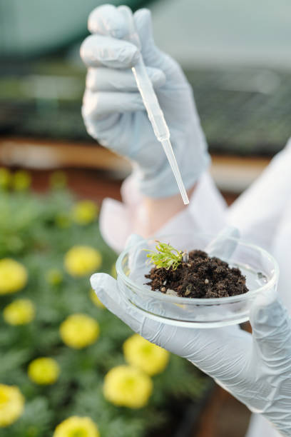 istock Gloved hands of biological researcher adding drop of experimental liquid substance into soil 1337464163