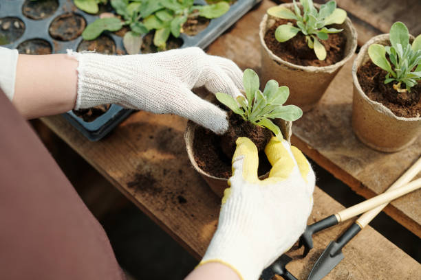 istock Gloved farmer or gardener putting green seedling into biodegradable pot 1337464241