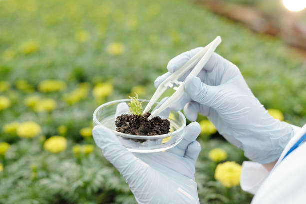 rękawiczki naukowca umieszczające małą próbkę zielonej sadzonki na szalce petriego z żyzną glebą - nature scientist petri dish science zdjęcia i obrazy z banku zdjęć