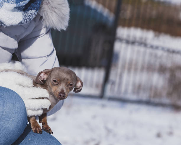 istock Person holding dog during winter 1337464858