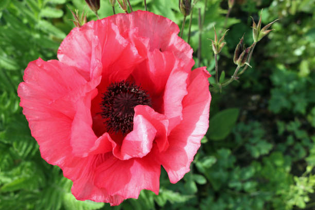 красный цветок восточного мака крупным планом - oriental poppy стоковые фото и изображения