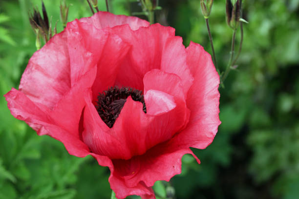 rote orientalische mohnblume in nahaufnahme - oriental poppy poppy leaf close up stock-fotos und bilder