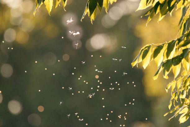 istock Mosquitos swarm flying within dusk 1337469271