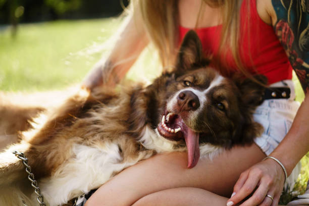 istock Young border collie dog on a leash in park 1337471535