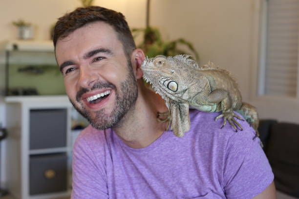 junger mann und sein wunderschönes grünes leguan-haustier - eigentlicher leguan stock-fotos und bilder