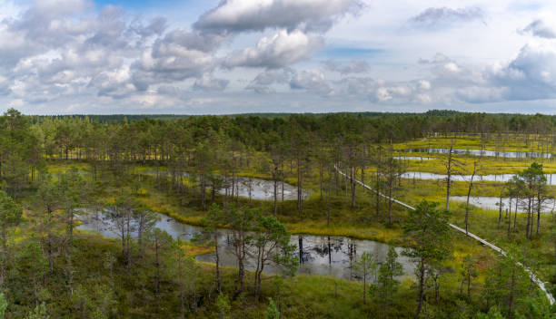 istock wooden boardwalk nature trail leading through a peat bog landscape with sparse trees 1337472584