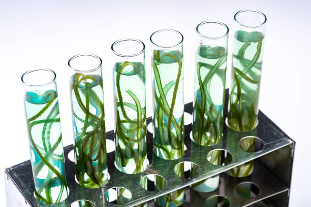 Photo bioreactor in laboratory, green algae biofuel industry, fuel plant treatment research in industrial laboratories for virus protection vaccine, coronavirus COVID-19 medicine, or power energy oil foto biorreactor en laboratorio, industria de biocombustibles de algas verdes, investigación de tratamiento de plantas de combustible en laboratorios industriales para vacunas de protección contra virus, medicina covid-19 contra el coronavirus o aceite e