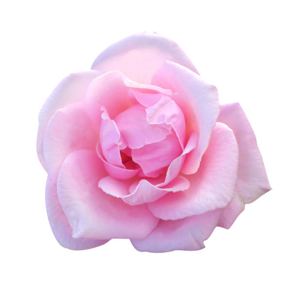 istock Macro photo pink rose flower on white isolated background. 1337472763