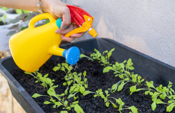 istock Woman watering  on vegetable garden 1337472791