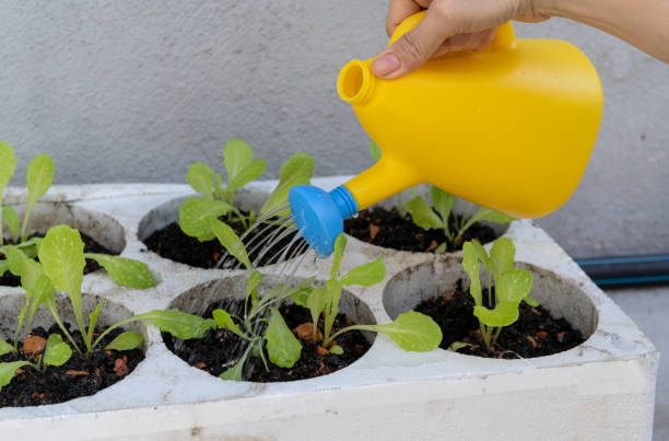 istock Woman watering on vegetable garden 1337472802