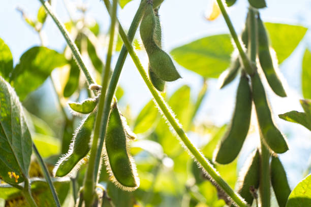 istock green soybeans seed crop plant summer background 1337472826
