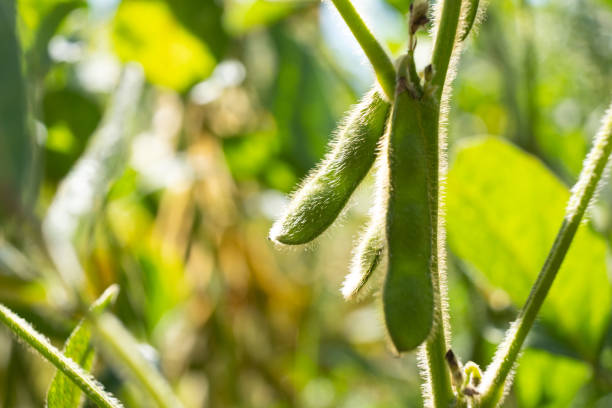 istock cultivating green soybeans, soy plants meat substitute 1337472830