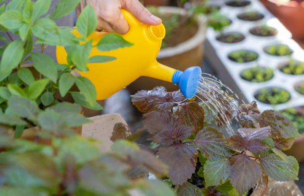istock Woman watering on vegetable garden 1337472838