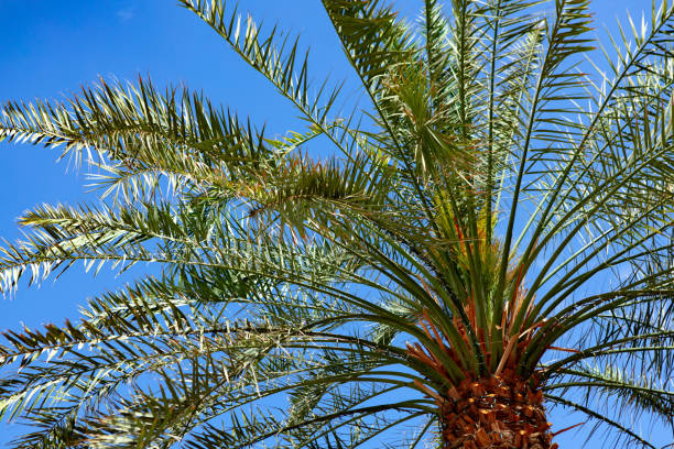 istock Palm tree against the blue summer sky 1337472909