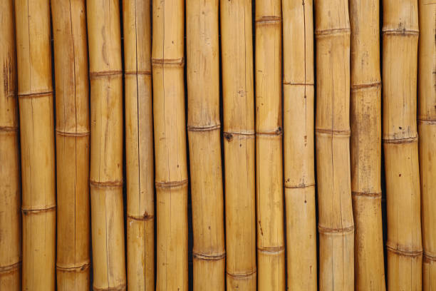 istock yellow bamboo fence background, vertical bamboo texture 1337473296