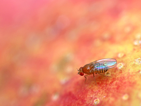 fruit fly, Drosophila Melanogaster, on red apple surface, close up.