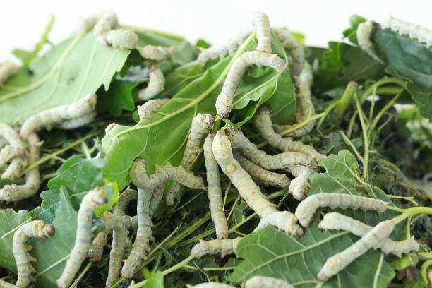 el gusano de seda se alimenta con hojas de morera. - silkworm fotografías e imágenes de stock