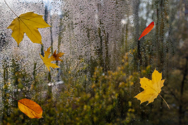 istock Raindrops on a window pane with colorful leaves 1337475609