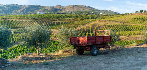 istock Land planted with vines for the wine harvest 1337477703