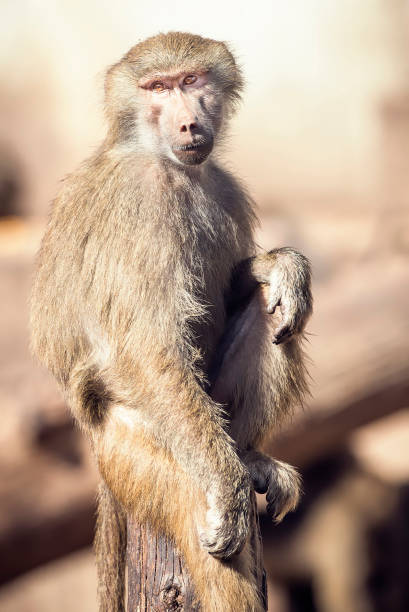 Macaque Monkey Sitting stock photo