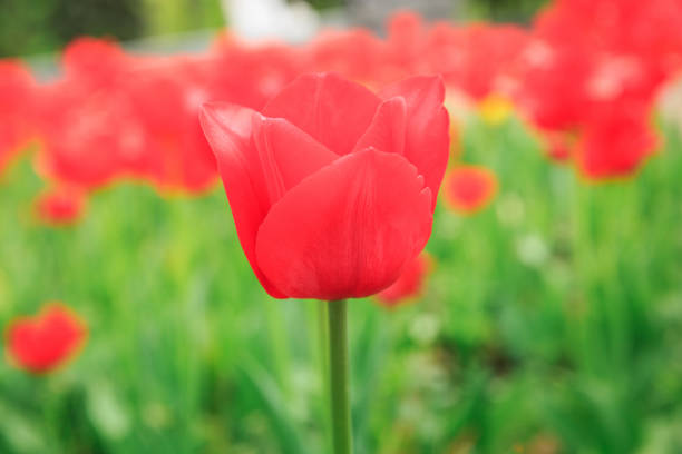 istock A bright red tulip blooming against other tulips on a sunny day. 1337480056