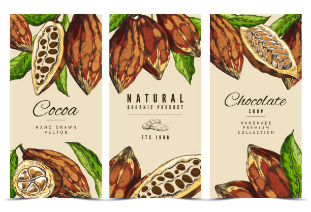 ilustraciones, imágenes clip art, dibujos animados e iconos de stock de un conjunto de etiquetas vectoriales coloridas con granos de cacao en ramas con hojas. - chocolate cocoa hot chocolate backgrounds