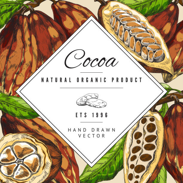 ilustraciones, imágenes clip art, dibujos animados e iconos de stock de colorida etiqueta cuadrada vectorial con granos de cacao, ramas y hojas. - chocolate cocoa hot chocolate backgrounds