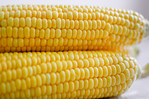 Close up shot of corn cobs, yellow grains of maize. Agriculture and healthy eating concept