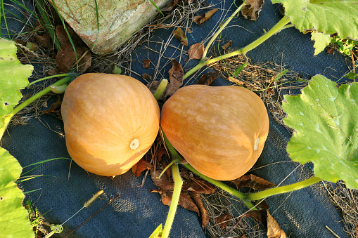 Winter squashes fruits on pumpkin patch. Autumn garden.