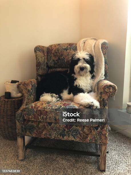 Nimbus The Sheepadoodle Is Waiting Patiently For His Owners To Get Up And Take Him Outside Stock Photo - Download Image Now