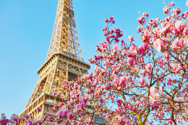 istock Pink magnolia tree in full bloom near the Eiffel tower in Paris 1337484677