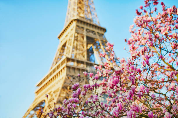 istock Pink magnolia tree in full bloom near the Eiffel tower in Paris 1337484692