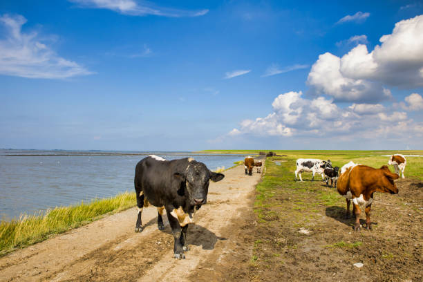 an unusual sight of cows