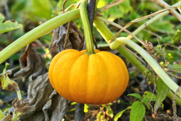jack be little squash wächst im herbstgarten. - miniature pumpkin stock-fotos und bilder