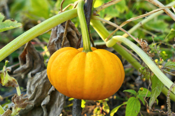 Jack be Little squash growing in autumn garden. Jack be Little squash growing in autumn garden.  Pumpkin patch. miniature pumpkin stock pictures, royalty-free photos & images