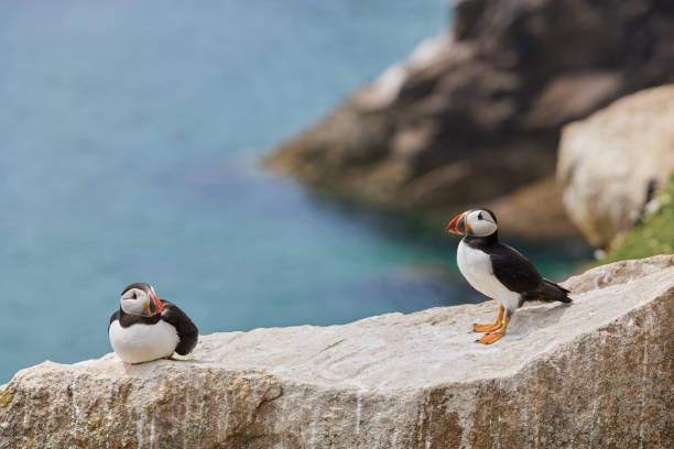 istock puffin standing on a rock cliff . fratercula arctica 1337486193
